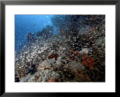Glassy Sweepers, Komodo, Indonesia by Mark Webster Pricing Limited Edition Print image