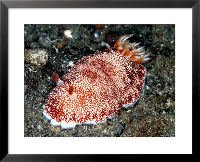 Chromodoris Reticulata, Indonesia by Mark Webster Pricing Limited Edition Print image