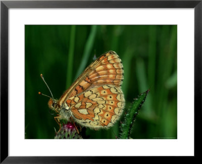 Marsh Fritillary, South Of France by John Woolmer Pricing Limited Edition Print image