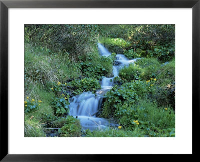 Marsh Marigolds (Caltha Palustris) By Mountain Stream, Obac D'incles, Soldeu, Andorra by Pearl Bucknall Pricing Limited Edition Print image
