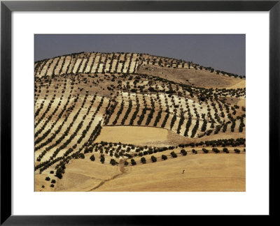 Landscape Near Jaen, Andalucia (Andalusia), Spain by Michael Busselle Pricing Limited Edition Print image