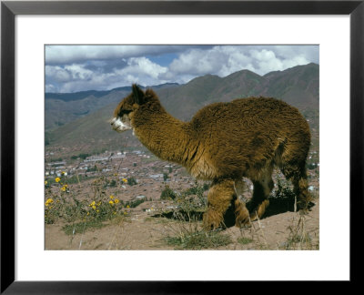 Alpaca, Cuzco, Peru, South America by Sybil Sassoon Pricing Limited Edition Print image
