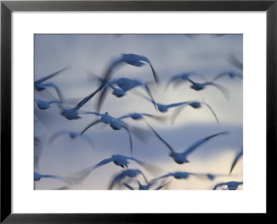 Snow Goose (Anser Caerulescens), Bosque Del Apache, Socorro, New Mexico, Usa by Thorsten Milse Pricing Limited Edition Print image