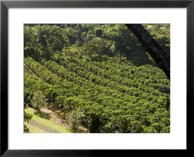 Coffee Plantations On The Slopes Of The Poas Volcano, Near San Jose, Costa Rica, Central America by R H Productions Pricing Limited Edition Print image