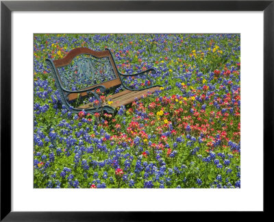 Bench In Field Of Wildflowers Near Yoakum, Texas, Usa by Darrell Gulin Pricing Limited Edition Print image