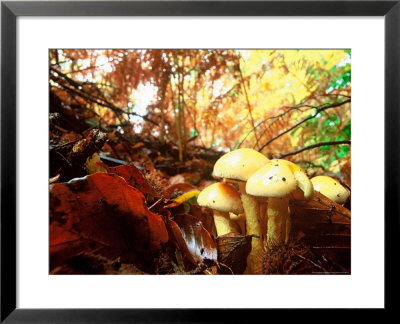 Mushrooms Growing Among Autumn Leaves, Jasmund National Park, Island Of Ruegen, Germany by Christian Ziegler Pricing Limited Edition Print image