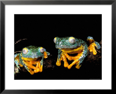 Leaf Frogs, Amazon, Ecuador by Pete Oxford Pricing Limited Edition Print image