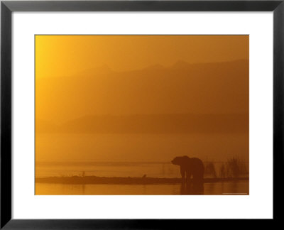 Brown Bear At Sunrise On Naknek Lake In Katmai National Park, Alaska, Usa by Hugh Rose Pricing Limited Edition Print image