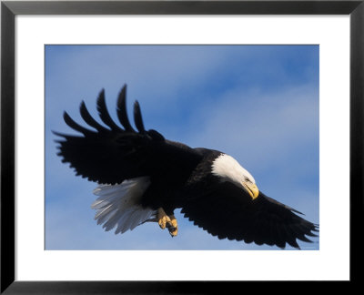Bald Eagle Flying With A Fish, Kachemak Bay, Alaska, Usa by Steve Kazlowski Pricing Limited Edition Print image