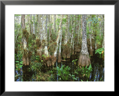 Cypress Swamp, Corkscrew Audubon Sanctuary, Naples, Florida, Usa by Rob Tilley Pricing Limited Edition Print image