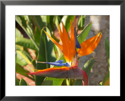 Bird-Of-Paradise Flower, Sunshine Coast, Queensland, Australia by David Wall Pricing Limited Edition Print image