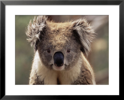 Koala Bear (Phascolarctos Cinereus), Phillip Island, Victoria, Australia, Pacific by James Hager Pricing Limited Edition Print image