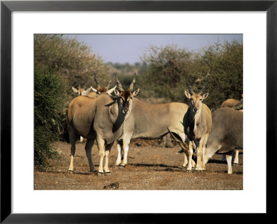 Eland (Taurotragus Oryx), Mashatu Game Reserve, Botswana, Africa by Sergio Pitamitz Pricing Limited Edition Print image