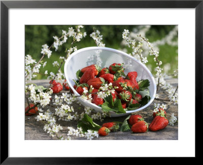 Fresh Strawberries In Sieve Surrounded By Sloe Blossom by Martina Schindler Pricing Limited Edition Print image