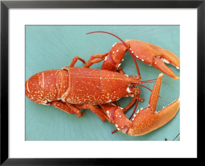 A Cooked Lobster by Alain Caste Pricing Limited Edition Print image