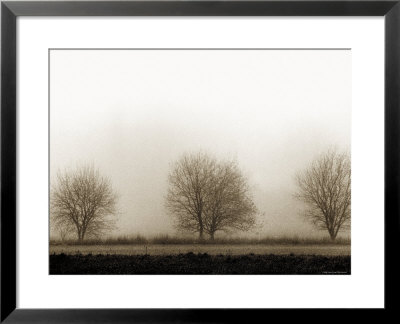Trees by Monika Brand Pricing Limited Edition Print image
