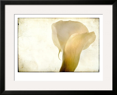 Detail Of Calla Lily by Mia Friedrich Pricing Limited Edition Print image