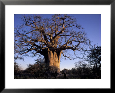 Near Gweta Baobab Tree In Evening With Dried Pods Hanging From Branches, Botswana by Lin Alder Pricing Limited Edition Print image