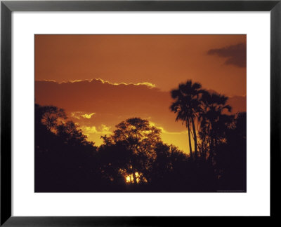 Trees Silhouetted Against The Botswana Sunset by Stuart Westmoreland Pricing Limited Edition Print image