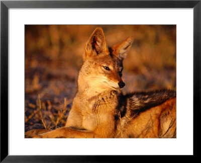 Black-Backed Jackal (Canis Mesomelas), Hwange National Park,Matabeleland North, Zimbabwe by Carol Polich Pricing Limited Edition Print image