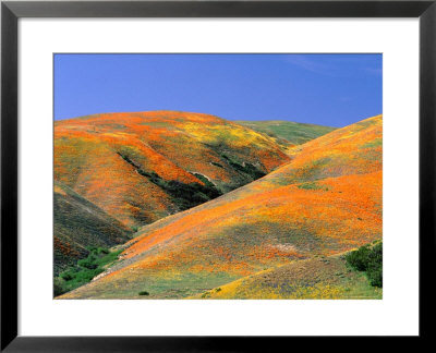 California Poppies On Tehachapi Mountains Near Gorman by Greg Gawlowski Pricing Limited Edition Print image