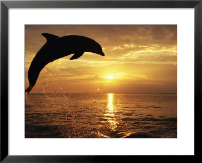 Bottlenose Dolphin Jumping Out Of Caribbean Sea At Sunset by Andy Rouse Pricing Limited Edition Print image