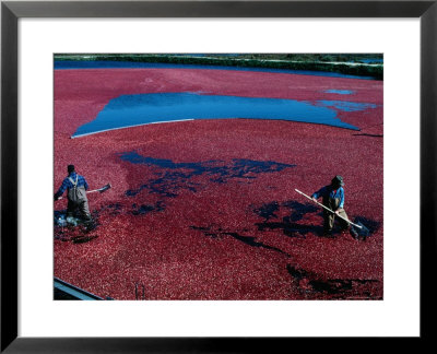 Workers Hard At It During The Cranberry Harvest Of Cape Cod by Kim Grant Pricing Limited Edition Print image