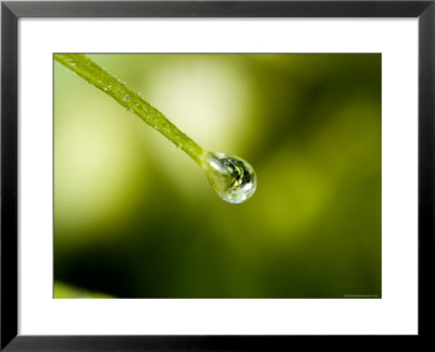 Close View Of A Drop Of Water At The End Of A Twig, Groton, Connecticut by Todd Gipstein Pricing Limited Edition Print image