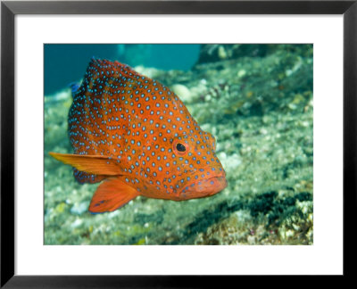 Closeup Of A Blue-Spotted Grouper, Also Know As A Coral Hind, Bali, Indonesia by Tim Laman Pricing Limited Edition Print image