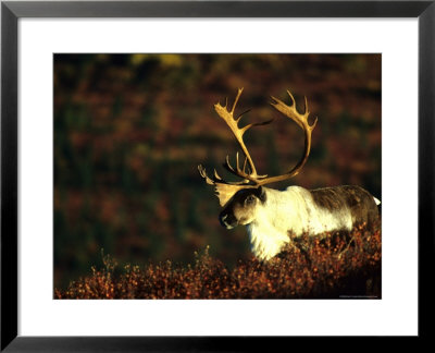 Caribou Bull by Michael S. Quinton Pricing Limited Edition Print image