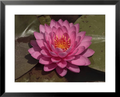 Beautiful Pink Waterlily In A Pond by George Grall Pricing Limited Edition Print image