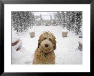 Dog Plays Outside After A Snowstorm In Lincoln, Nebraska by Joel Sartore Pricing Limited Edition Print image