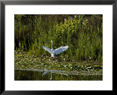 Great White Egret Coming In For A Landing With Outspread Wings, Groton, Connecticut by Todd Gipstein Pricing Limited Edition Print image
