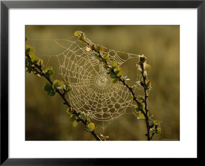 Dew Highlights An Orb-Weaver Spider's Web by Mattias Klum Pricing Limited Edition Print image