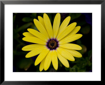 Lemon Symphony Osteopermum Hybrid In Center Of Frame, Groton, Connecticut by Todd Gipstein Pricing Limited Edition Print image
