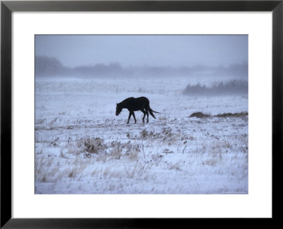 One Horse Walking Along In Winter Snow Storm, Kansas by Brimberg & Coulson Pricing Limited Edition Print image