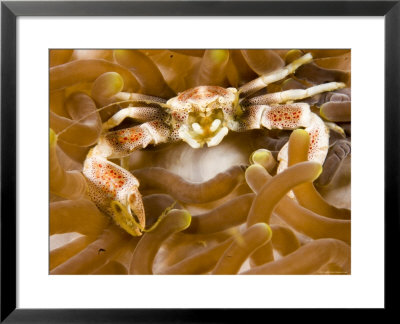 Porcelain Crab In A Sea Anemone, Malapascua Island, Philippines by Tim Laman Pricing Limited Edition Print image