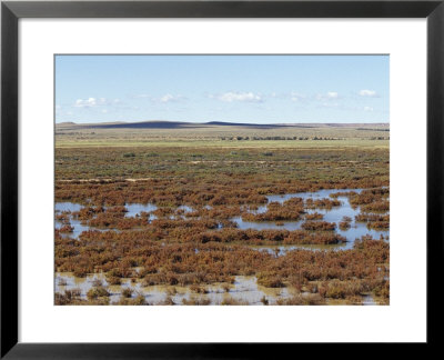 Salt Bush Plain Covered In Flood Waters From Desert Rainstorms, Australia by Jason Edwards Pricing Limited Edition Print image
