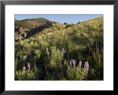 Sunrise And Spring Wildflowers, Colorado by Michael S. Lewis Pricing Limited Edition Print image