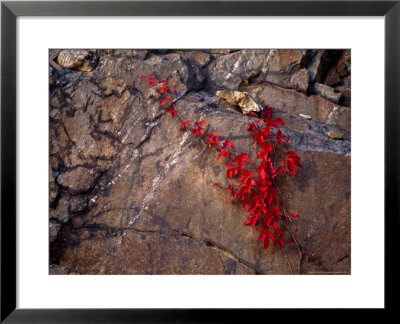 Virginia Creeper In Bright Fall Red Colors Growing On A Boulder by Raymond Gehman Pricing Limited Edition Print image