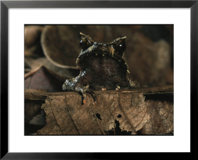 Bornean Horned Frog Pokes Its Head Above Brown Leaves by Tim Laman Pricing Limited Edition Print image