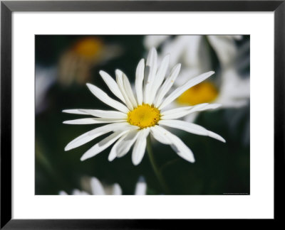 Close View Of A Wild Daisy by Raymond Gehman Pricing Limited Edition Print image