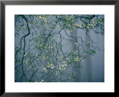 Dogwood Blossoms In A Foggy Forest by Raymond Gehman Pricing Limited Edition Print image