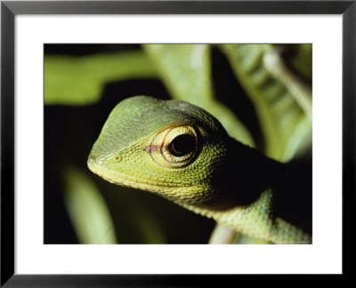 Close View Of A Lizard by Carsten Peter Pricing Limited Edition Print image