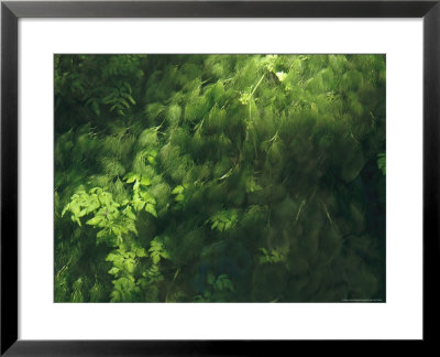 Lush Green Foliage In A Rain Forest In Olympic National Park by Melissa Farlow Pricing Limited Edition Print image