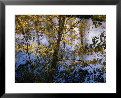 Maple Trees In Autumn Colors Along The Dismal Swamp Canal by Raymond Gehman Pricing Limited Edition Print image