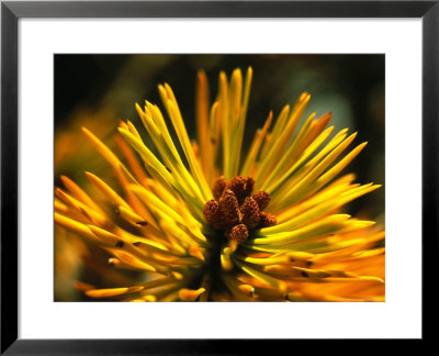 Close View Of A Pine Bough In Tuolumne Meadows by Phil Schermeister Pricing Limited Edition Print image