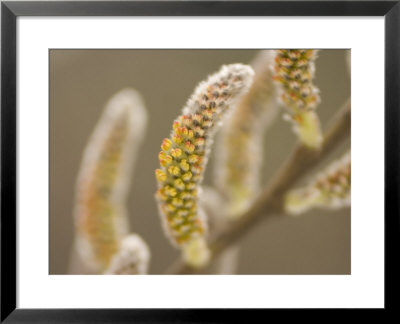 Close-Up Of Flower Buds On A Bush In Late Spring In The Forest by Phil Schermeister Pricing Limited Edition Print image