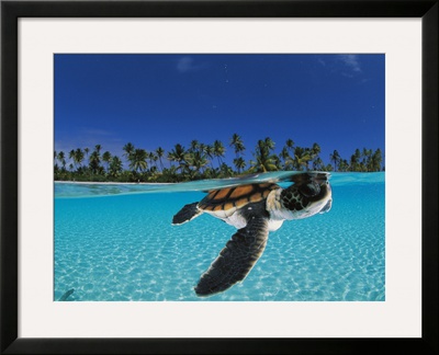 Baby Green Sea Turtle Swimming In A Tropical Paradise by David Doubilet Pricing Limited Edition Print image