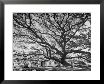 View Of A Monkey Pod Tree by Eliot Elisofon Pricing Limited Edition Print image